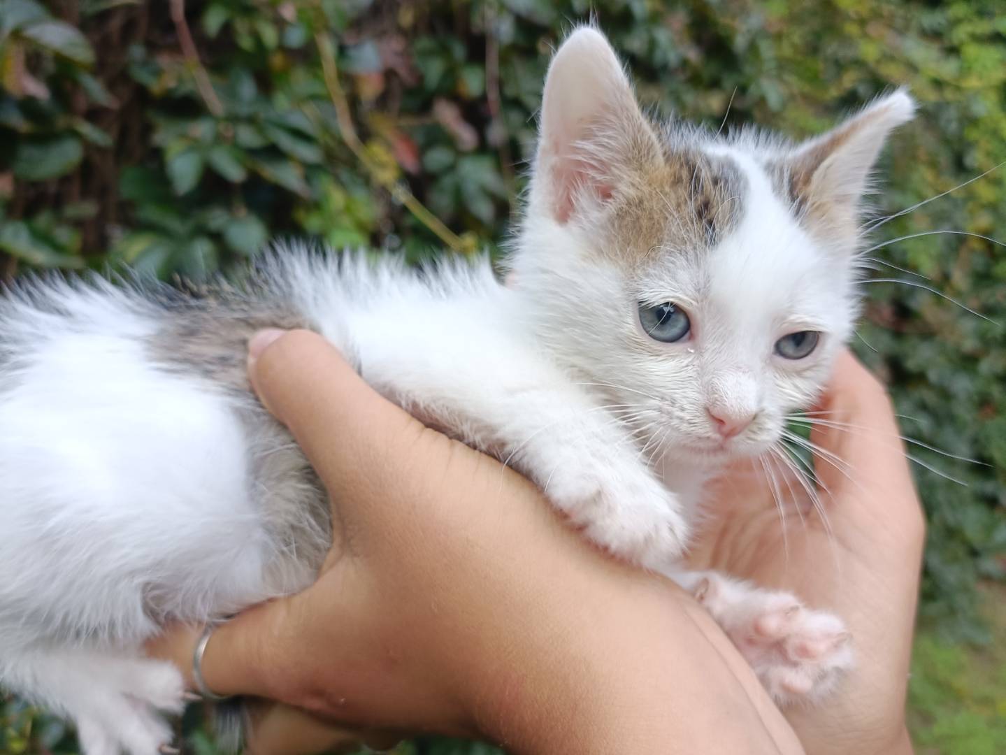 Adozione gatto, maschio, Razza sconosciuta Razza sconosciuta, 1 mesi, taglia non valida, Asti