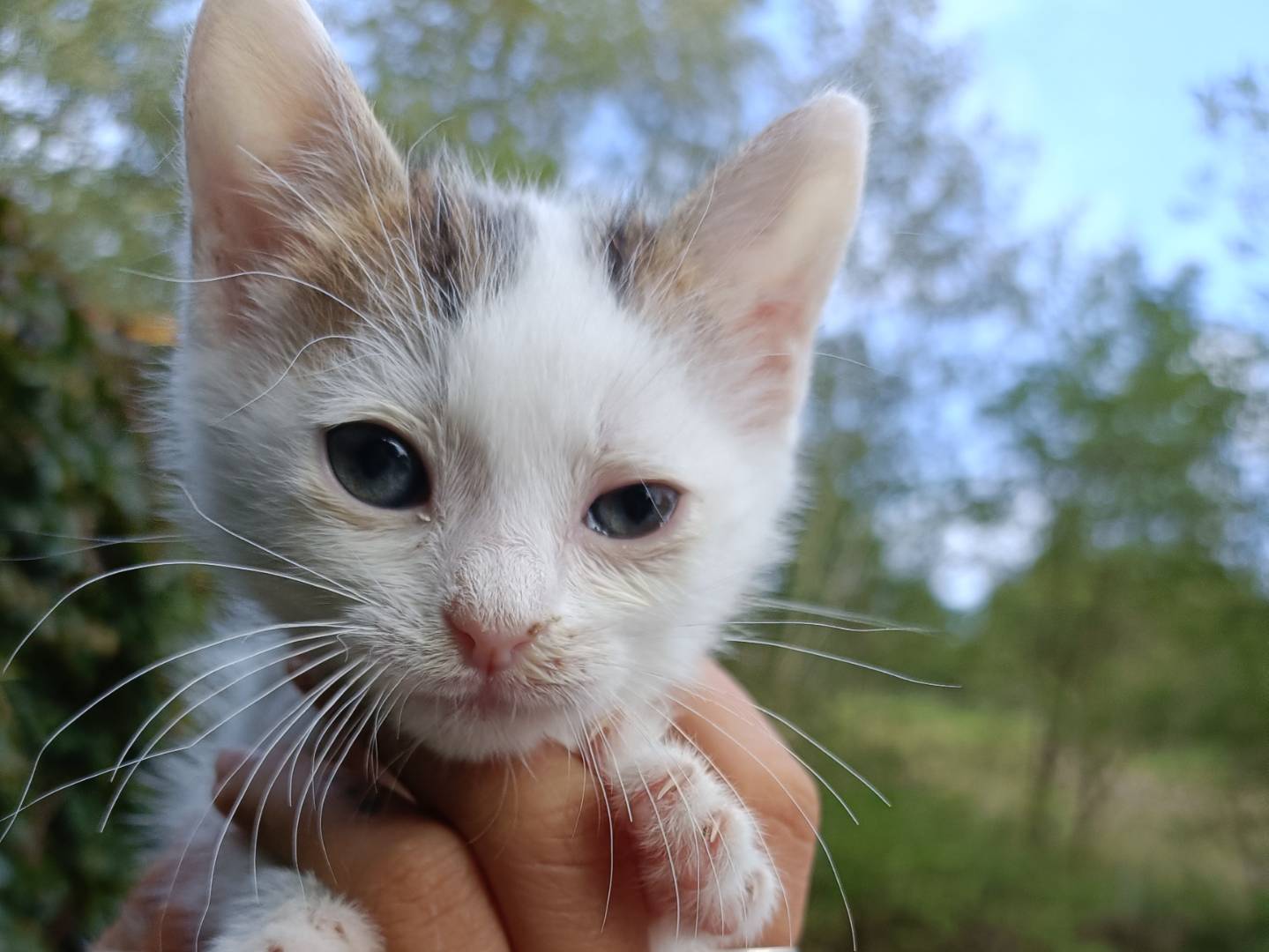 Adotta un gatto, maschio, 1 mesi, Asti