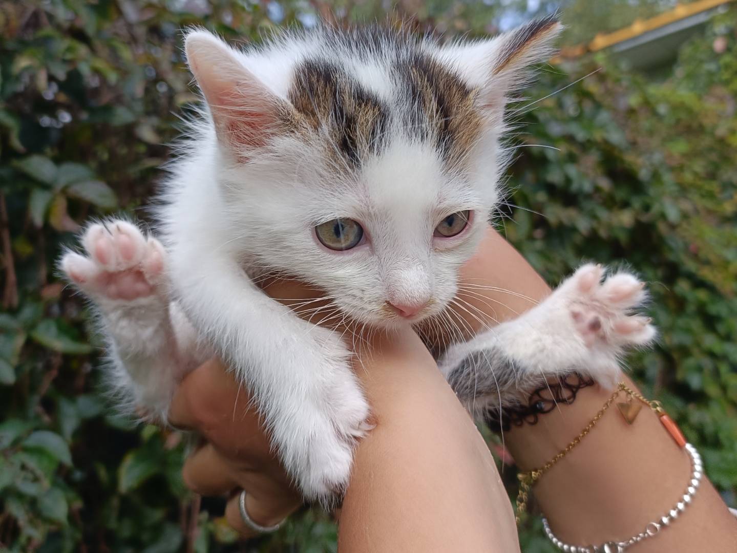 Adozione gatto, maschio, Razza sconosciuta Razza sconosciuta, 1 mesi, taglia non valida, Asti