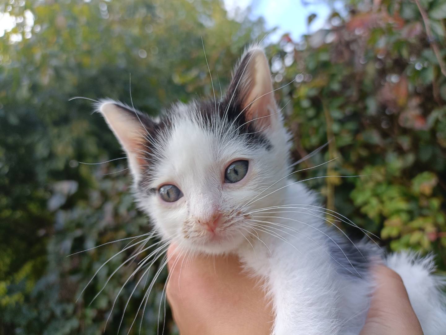 Adozione gatto, maschio, Razza sconosciuta Razza sconosciuta, 1 mesi, taglia non valida, Asti