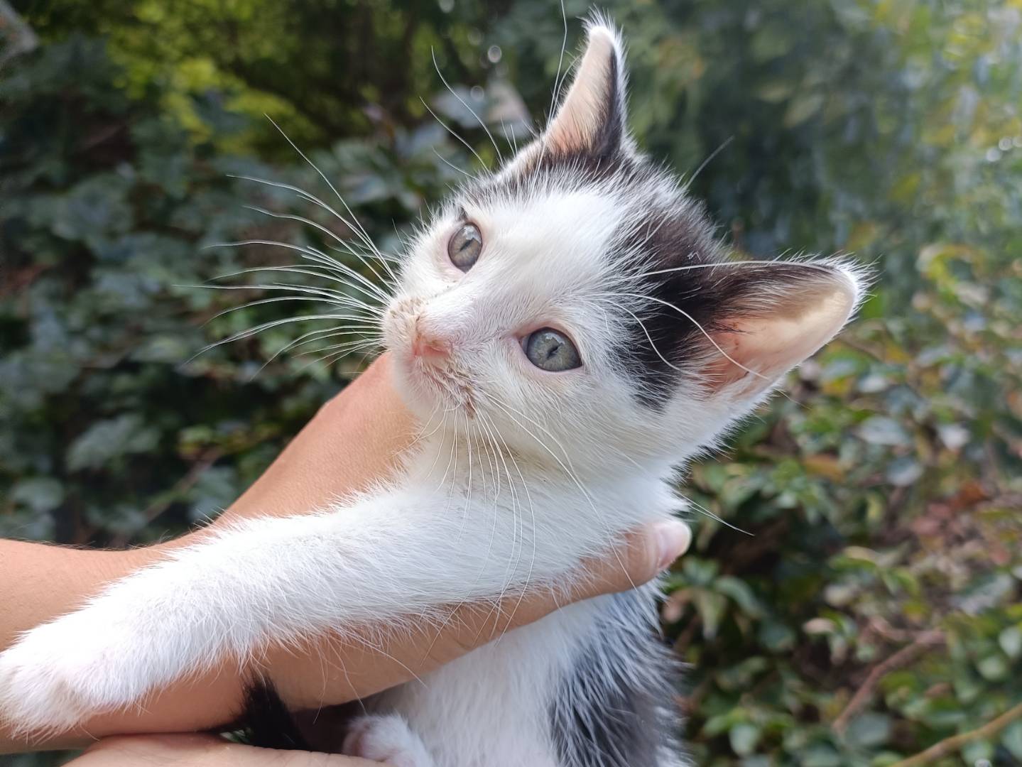 Adotta un gatto, maschio, 1 mesi, Asti