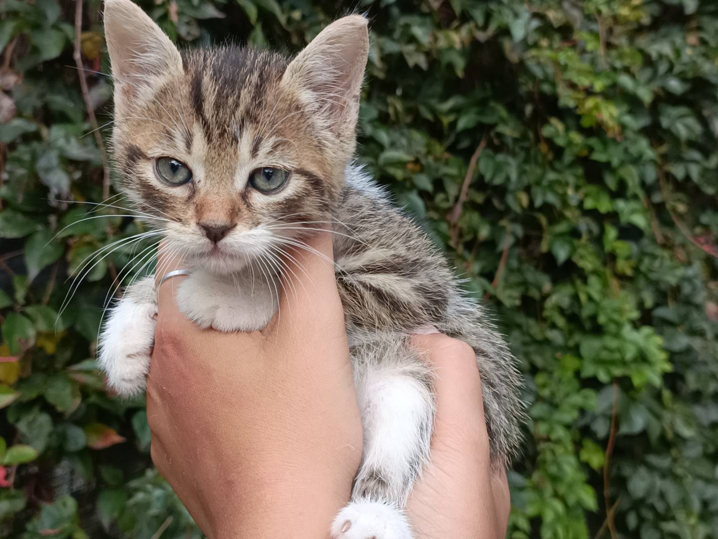 Adozione gatto, maschio, Razza sconosciuta Razza sconosciuta, 1 mesi, taglia non valida, Asti