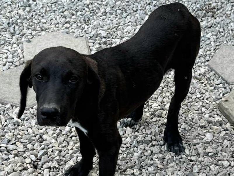 Adotta un cane, maschio, 5 mesi, Teramo