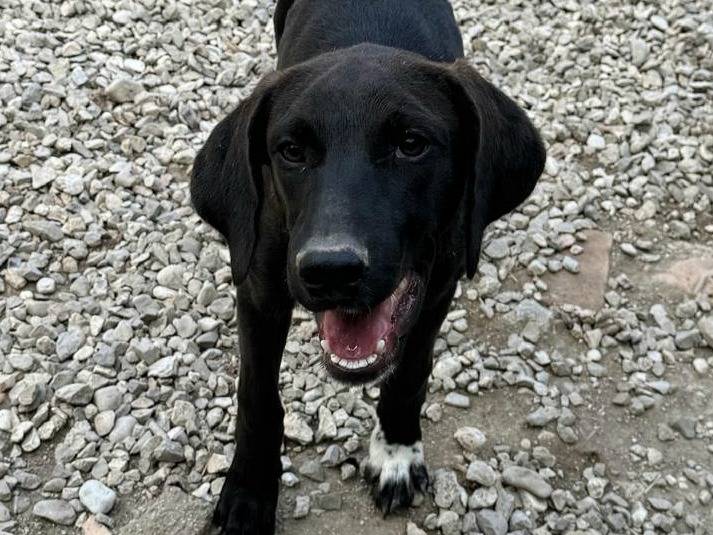 Adotta un cane, taglia media, maschio, Teramo
