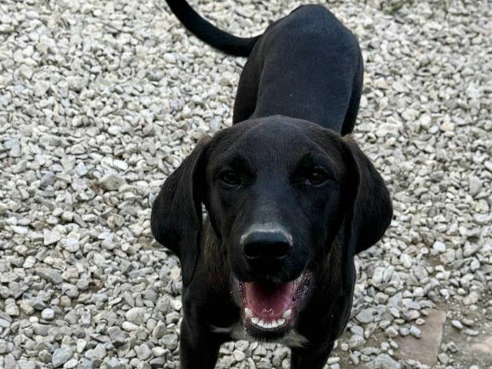 Vuoi adottare un cane a Teramo?