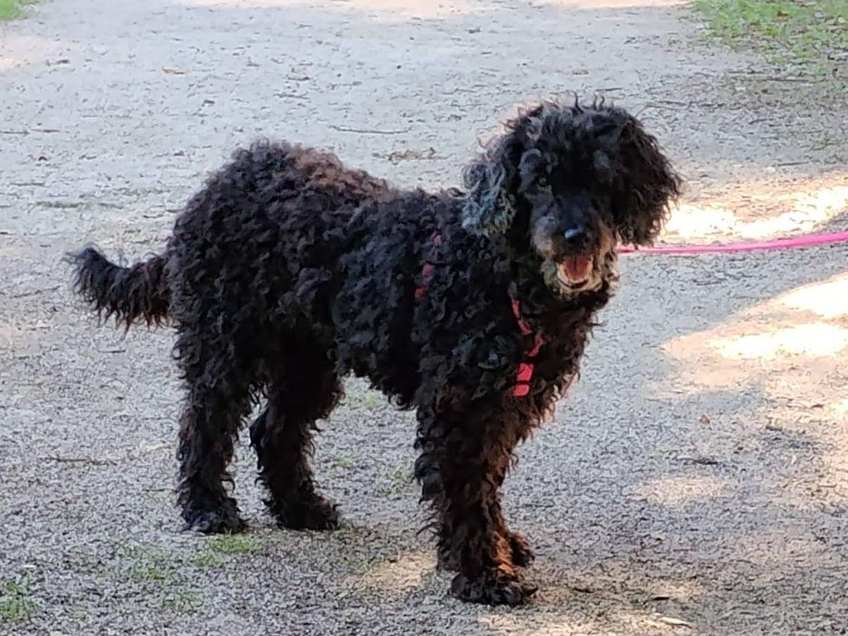 Adozione cane, femmina, Barbone Razza sconosciuta, 9 anni e 3 mesi, taglia piccola, Terni
