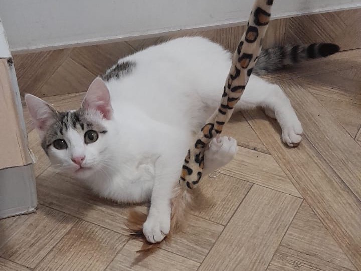 Adozione gatto, maschio, Razza sconosciuta Razza sconosciuta, 1 anno e 4 mesi, taglia non valida, Milano