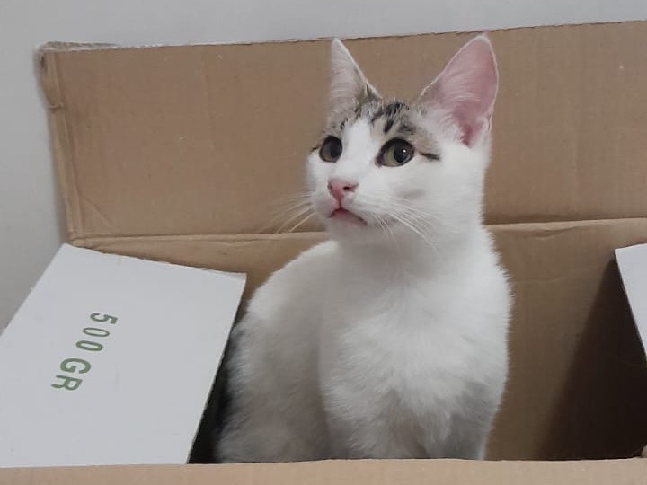 Adotta un gatto, maschio, 1 anno e 4 mesi, Milano
