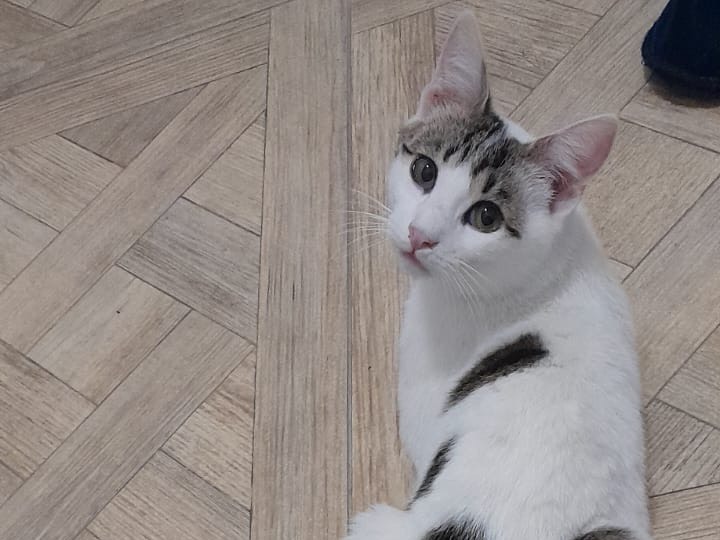 Adotta un gatto, taglia non valida, maschio, Milano
