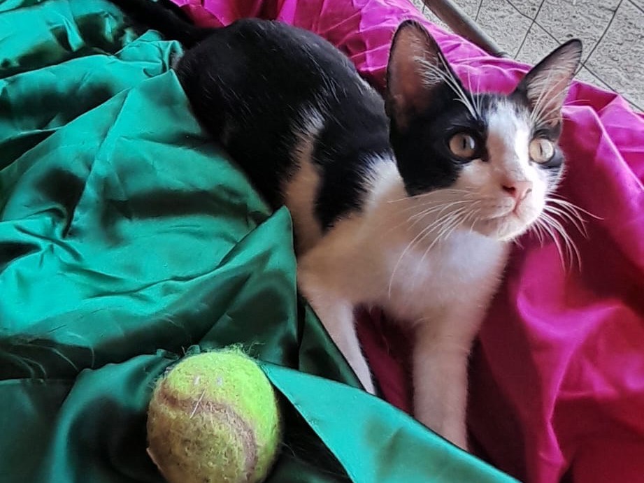 Adozione gatto, maschio, Razza sconosciuta Razza sconosciuta, 5 mesi, taglia non valida, Milano