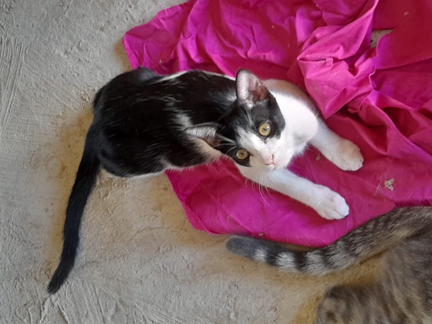 Adotta un gatto, maschio, 5 mesi, Milano