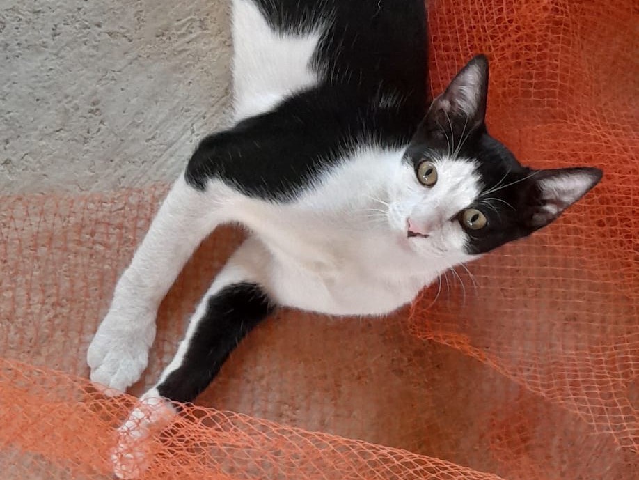 Adozione gatto, maschio, Razza sconosciuta Razza sconosciuta, 6 mesi, taglia non valida, Milano