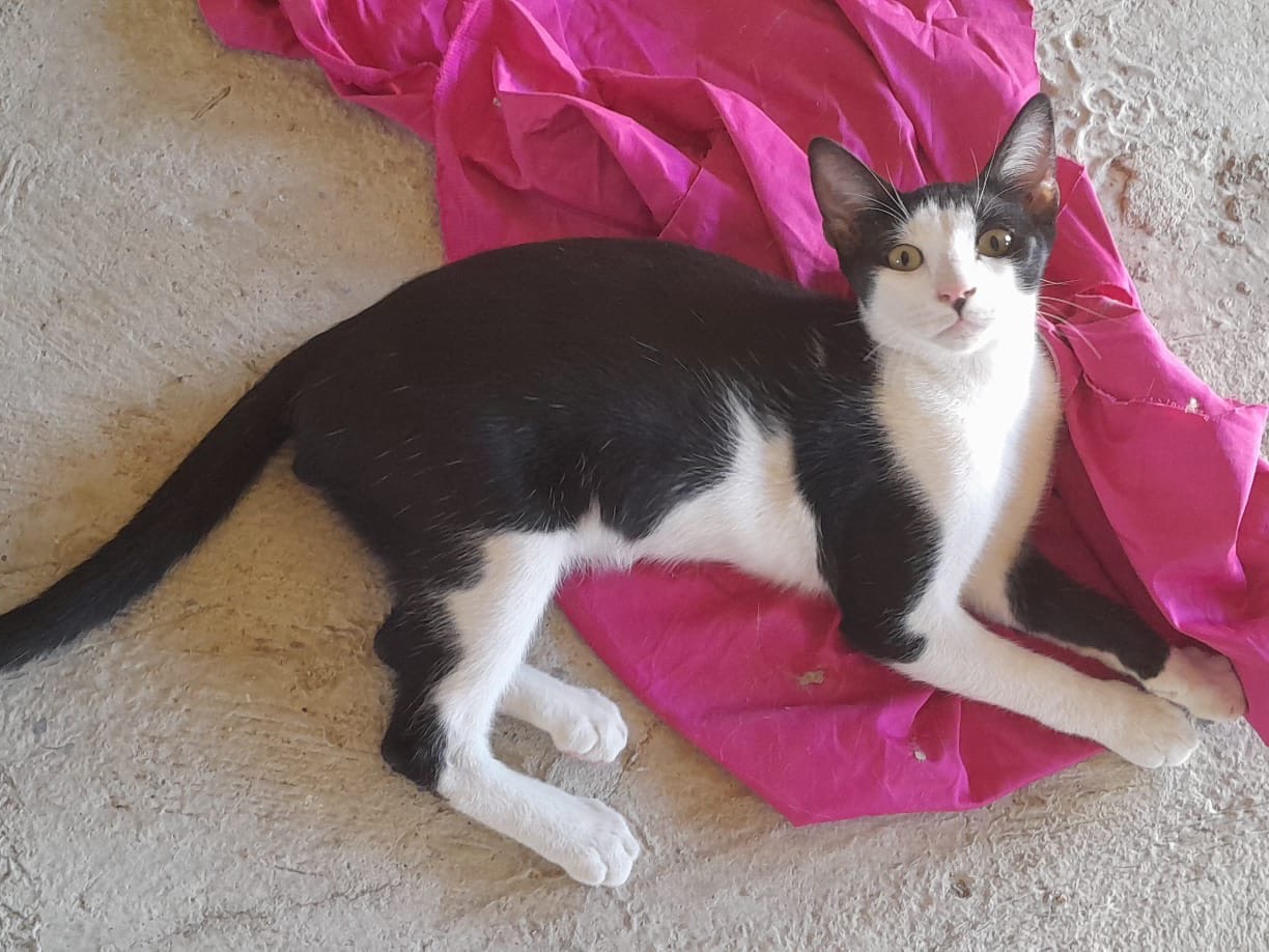 Adotta un gatto, maschio, 6 mesi, Milano