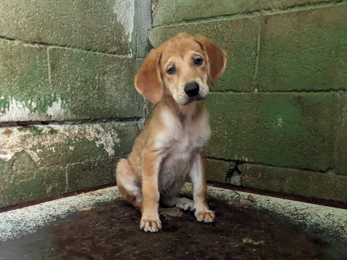 Adozione cane, femmina, Razza sconosciuta Razza sconosciuta, 1 mesi, taglia media, Caserta