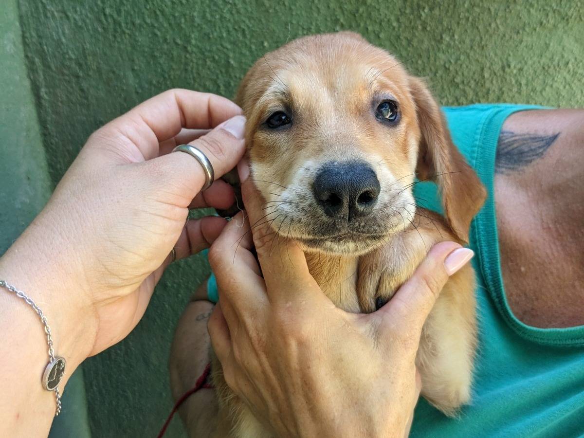 Adotta un cane, taglia media, femmina, Caserta
