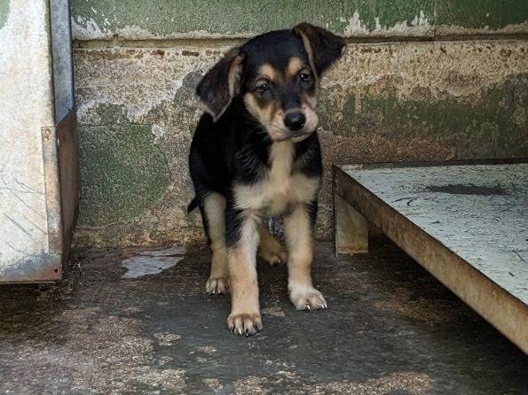Adozione cane, femmina, Razza sconosciuta Razza sconosciuta, 2 mesi, taglia media, Caserta