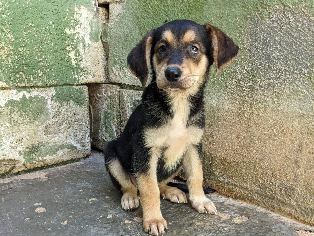 Adotta un cane, femmina, 2 mesi, Caserta