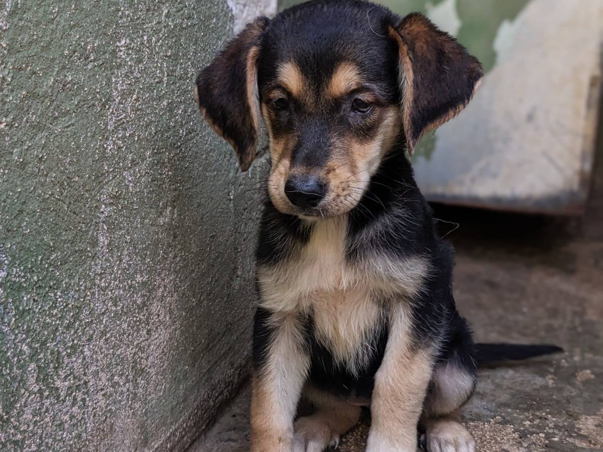 Adotta un cane, taglia media, femmina, Caserta