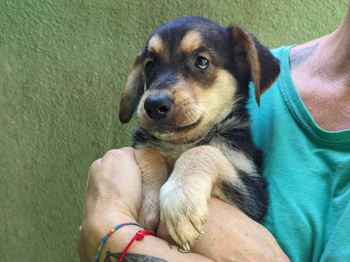 Vuoi adottare un cane a Caserta?