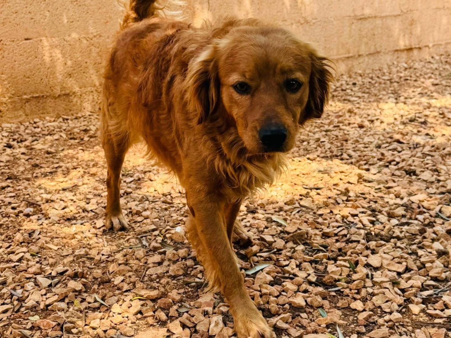 Adozione cane, maschio, Razza sconosciuta Razza sconosciuta, 3 anni e 4 mesi, taglia media contenuta, Matera