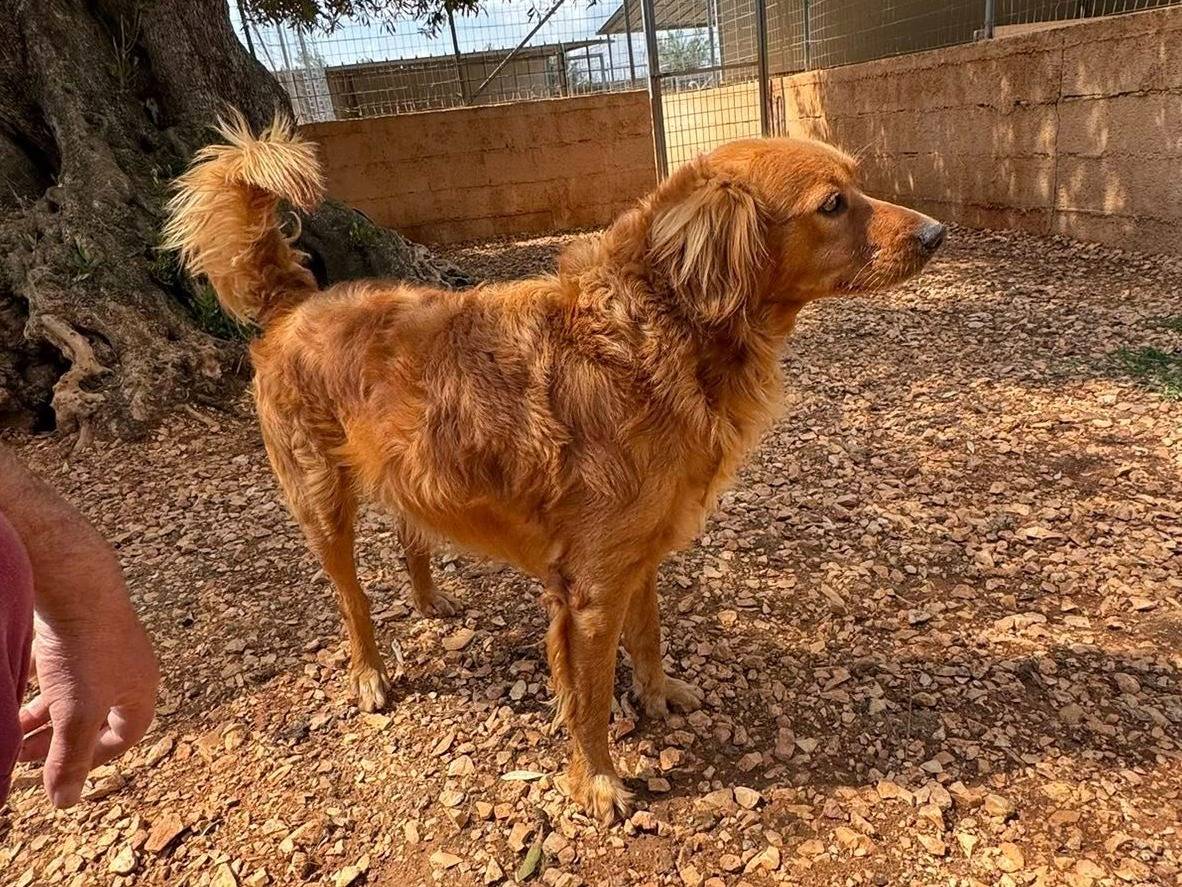 Adotta un cane, maschio, 3 anni e 4 mesi, Matera