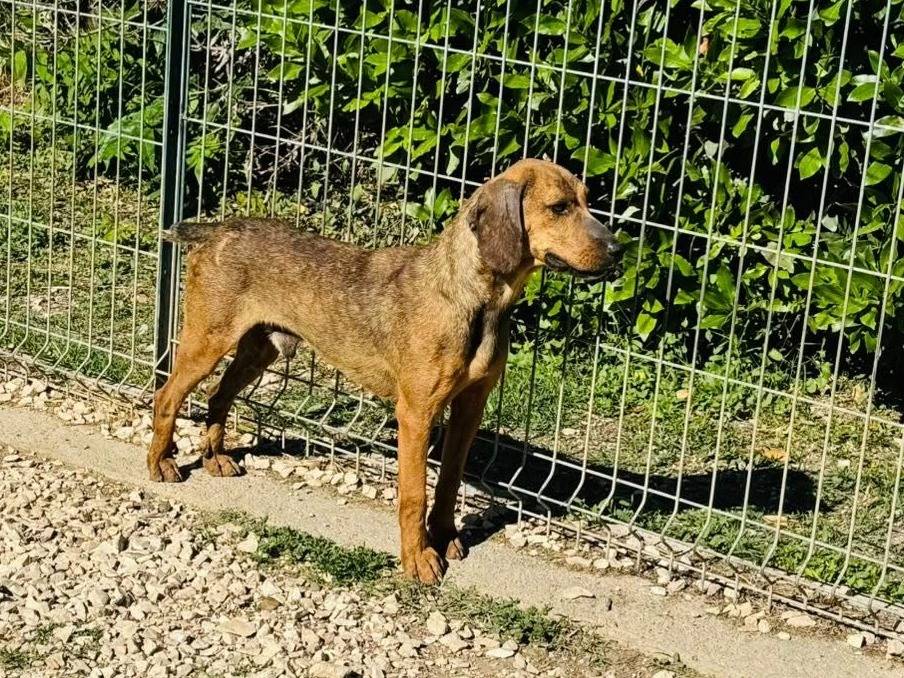 Adozione cane, maschio, Segugio Razza sconosciuta, 3 anni e 4 mesi, taglia media contenuta, Matera