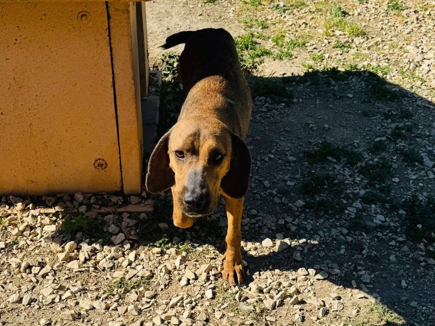 Adotta un cane, maschio, 3 anni e 4 mesi, Matera