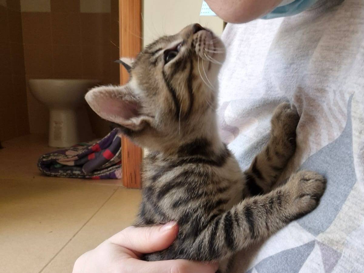 Adozione gatto, maschio, Razza sconosciuta Razza sconosciuta, 1 mesi, taglia non valida, Bari