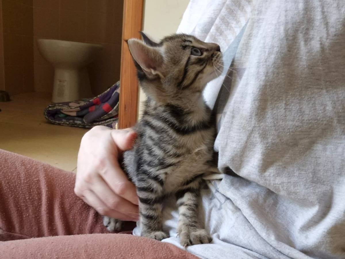 Adotta un gatto, taglia non valida, maschio, Bari