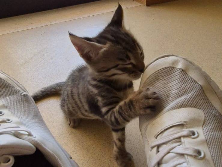 Vuoi adottare un gatto a Bari?