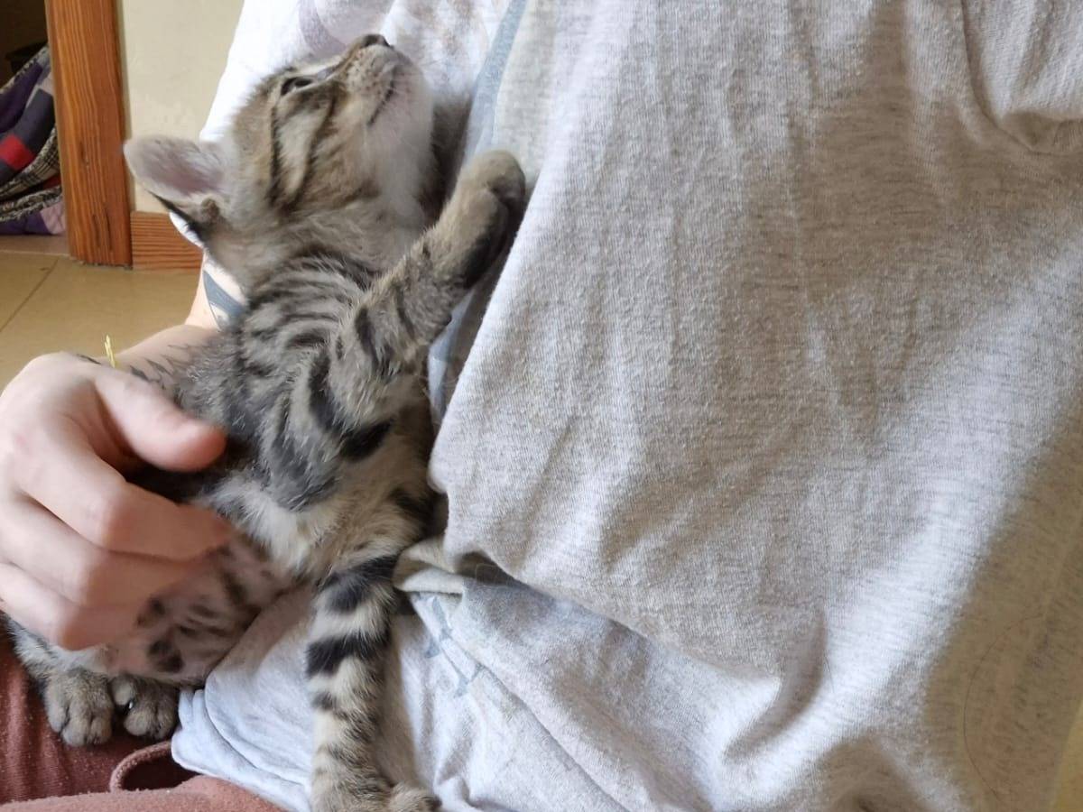 Adotta il gatto Mickey  a Bari