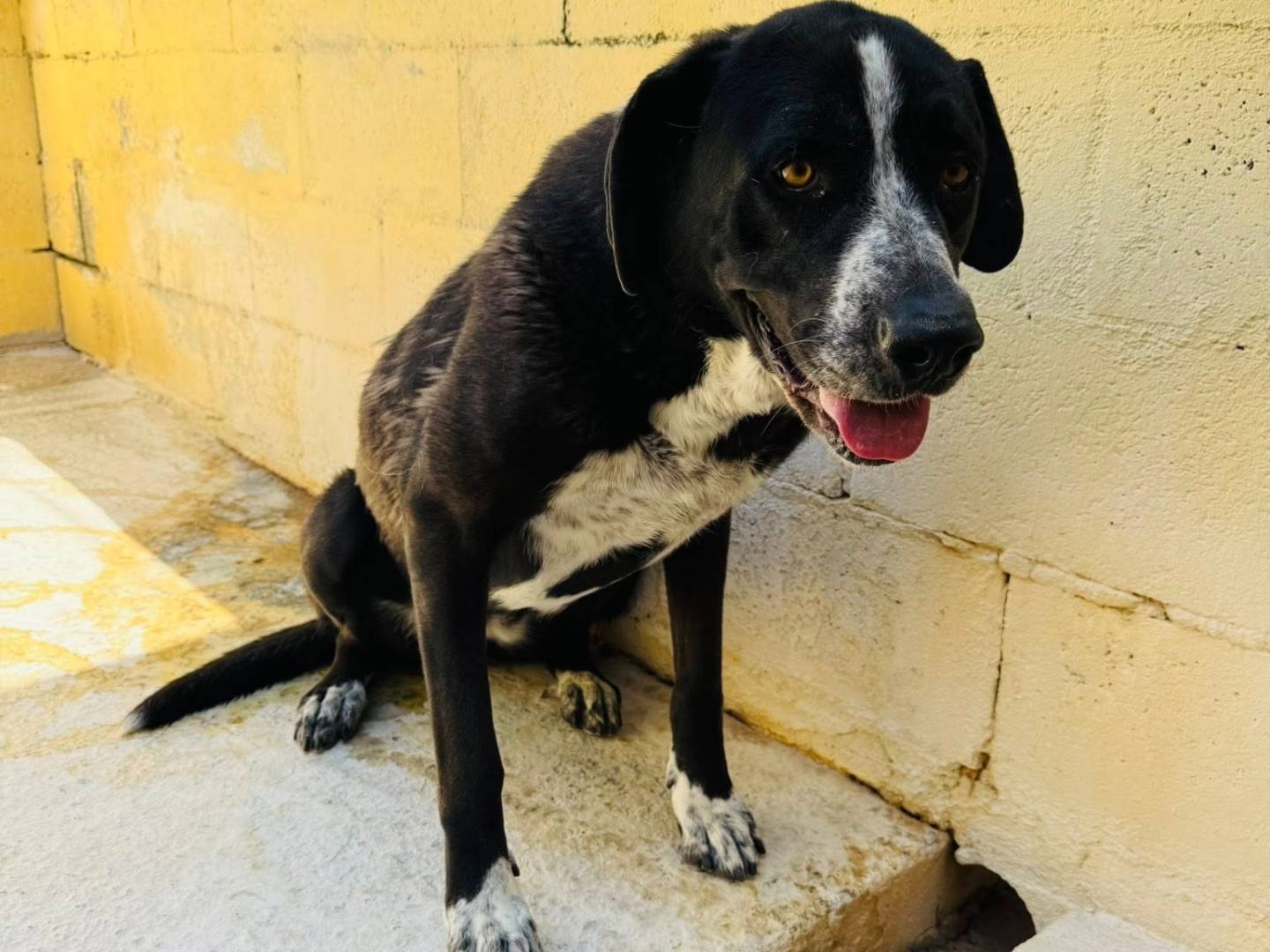 Adozione cane, femmina, Razza sconosciuta Razza sconosciuta, 3 anni e 4 mesi, taglia grande, Matera