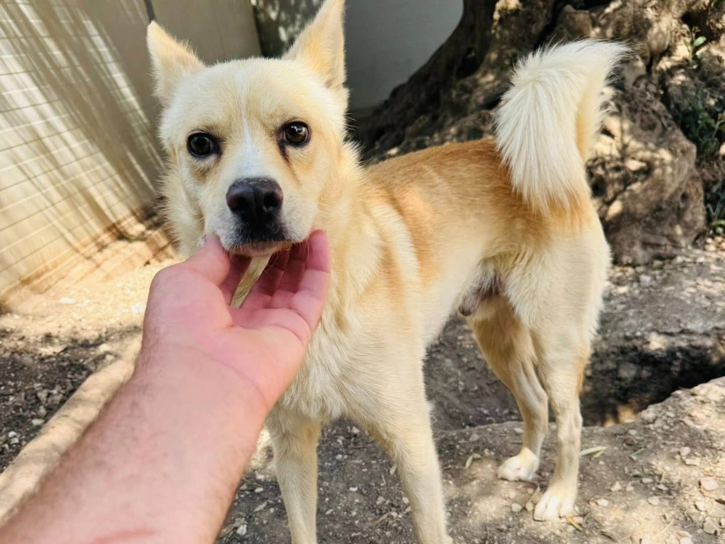 Adozione cane, maschio, Razza sconosciuta Razza sconosciuta, 2 anni e 3 mesi, taglia media contenuta, Matera