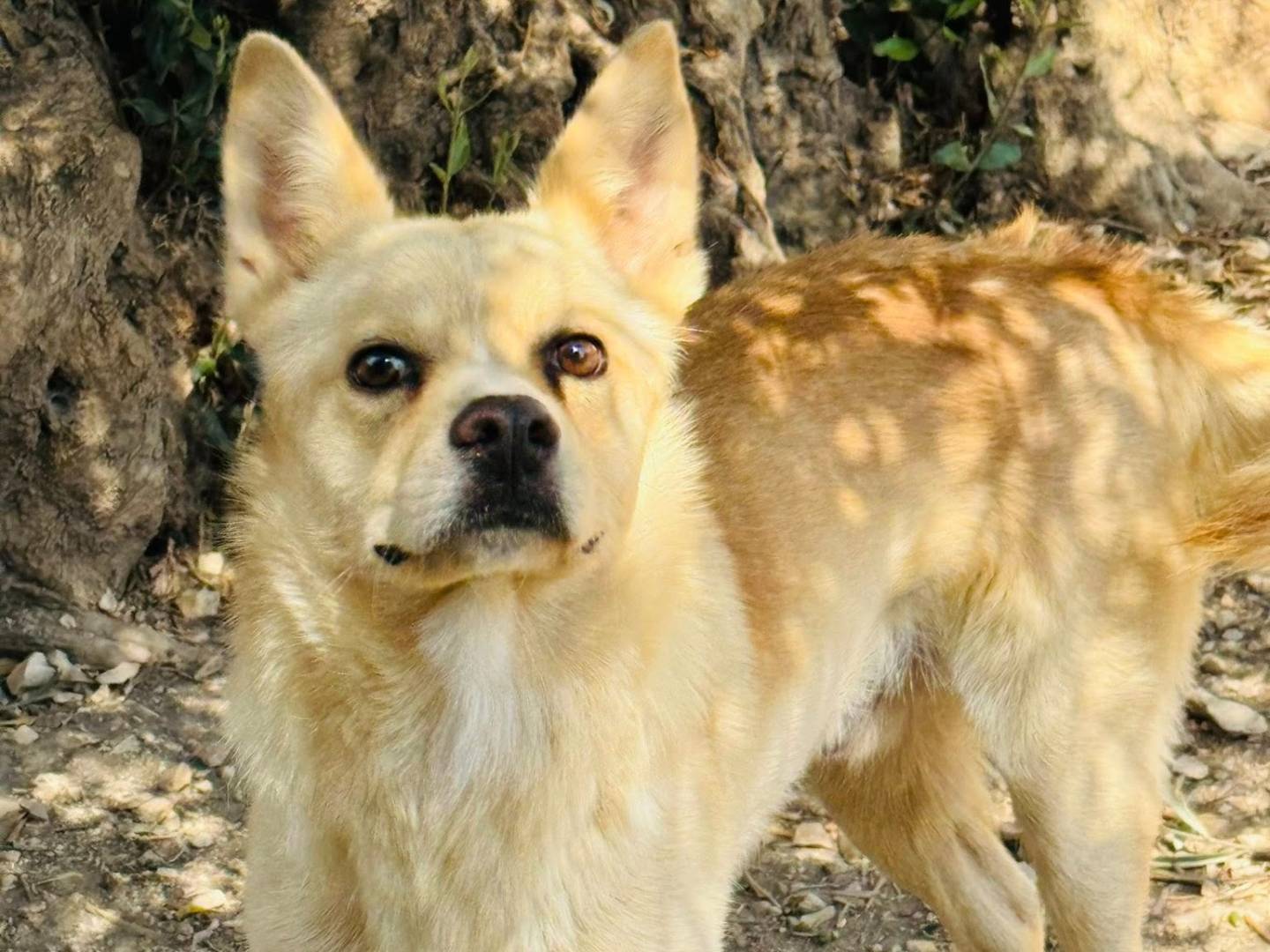 Adotta un cane, maschio, 2 anni e 3 mesi, Matera