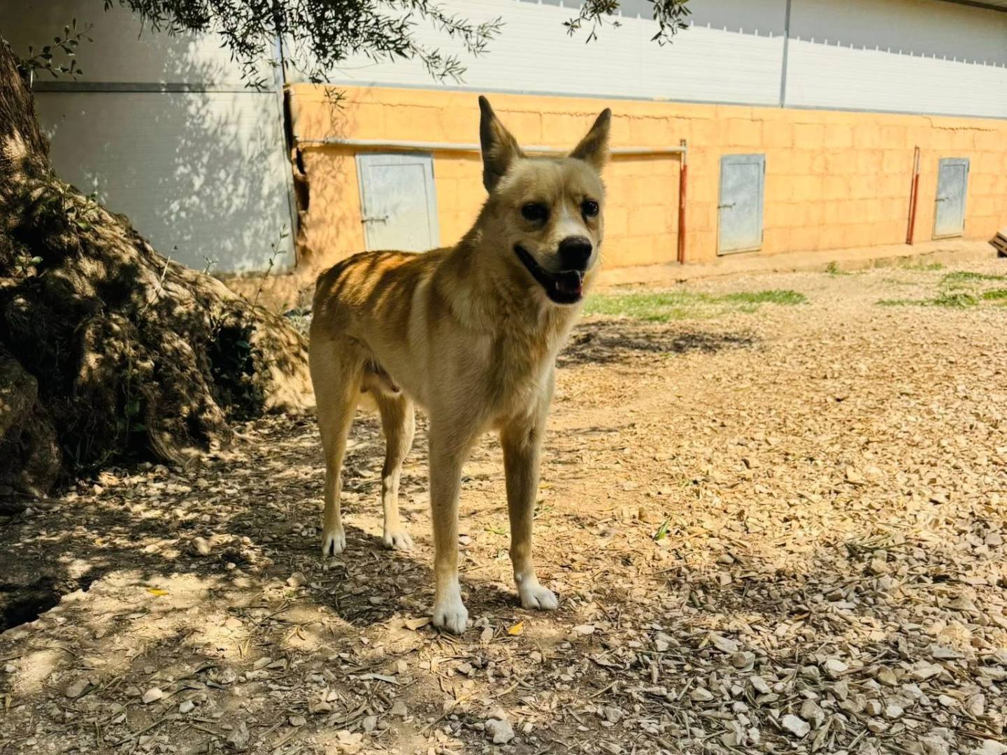 Adotta un cane, taglia media contenuta, maschio, Matera