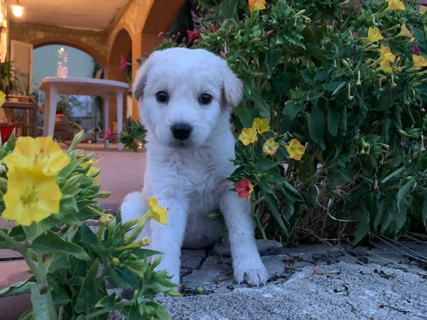 Adozione cane, femmina, Razza sconosciuta Razza sconosciuta, 1 mesi, taglia media, Matera