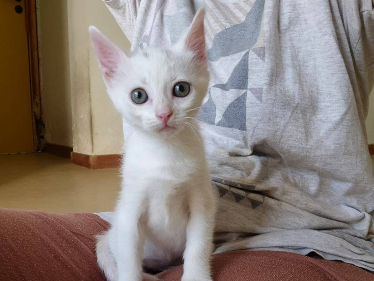 Adozione gatto, femmina, Razza sconosciuta Razza sconosciuta, 1 mesi, taglia non valida, Bari