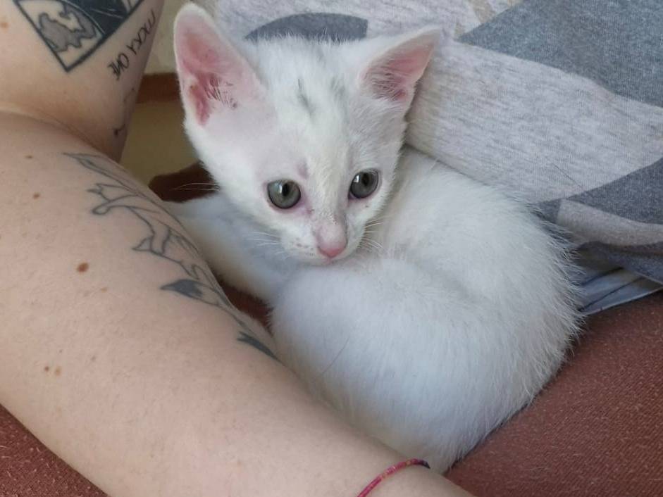 Adotta un gatto, taglia non valida, femmina, Bari