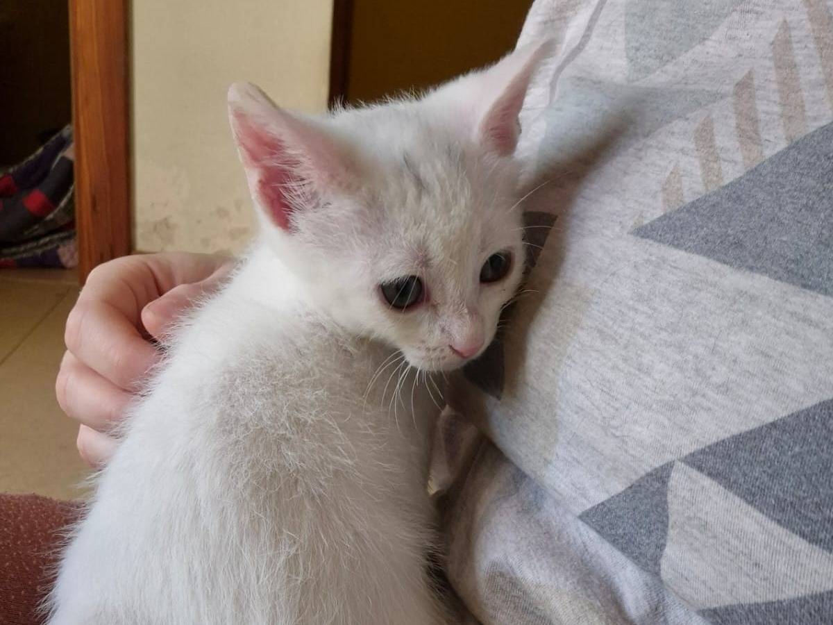 Vuoi adottare un gatto a Bari?