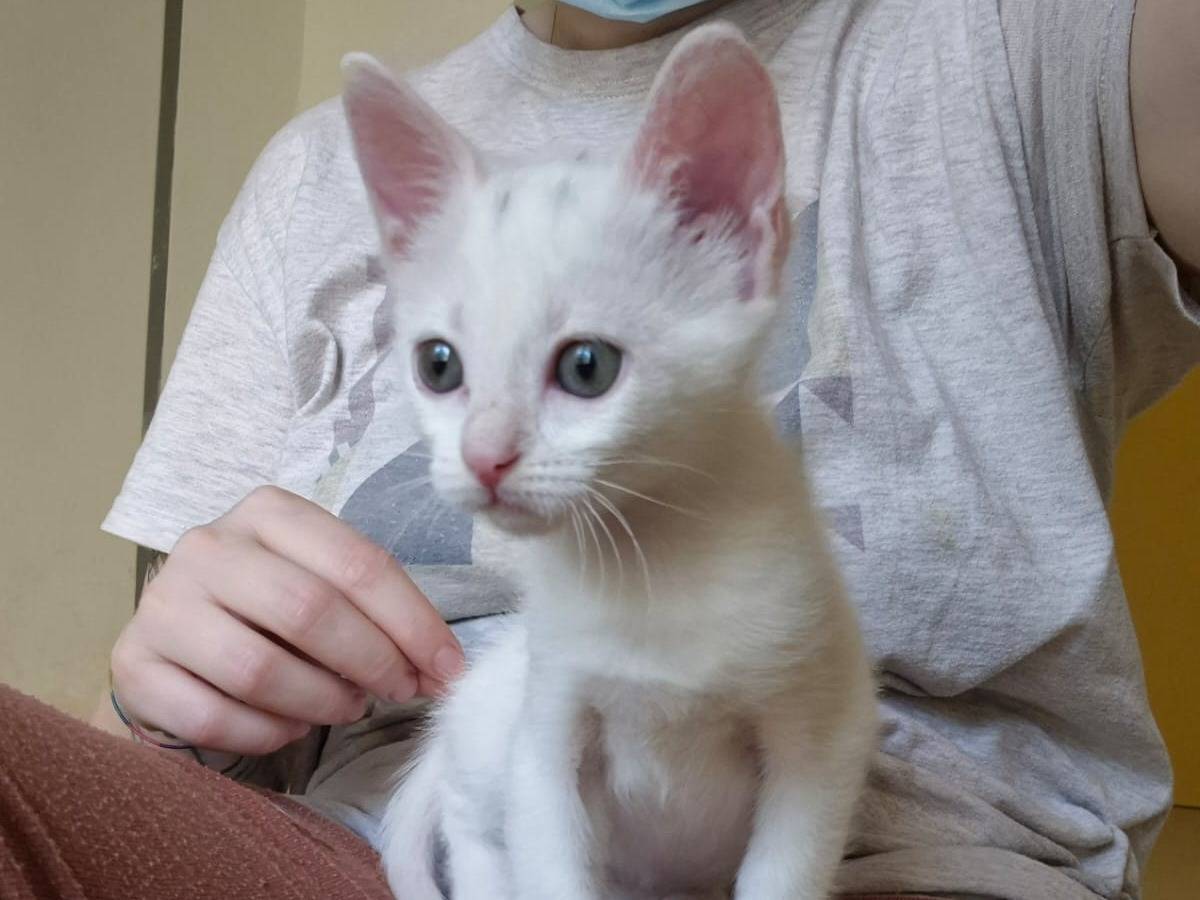 Adotta il gatto Minnie a Bari