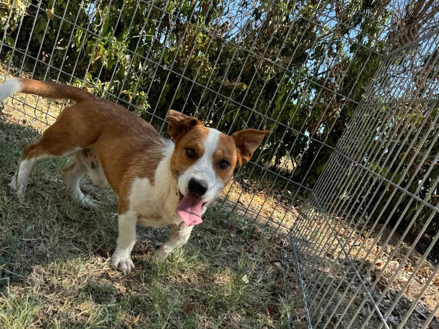 Adotta un cane, maschio, 7 anni e 3 mesi, Matera
