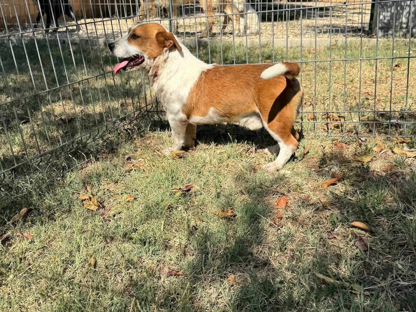 Vuoi adottare un cane a Matera?