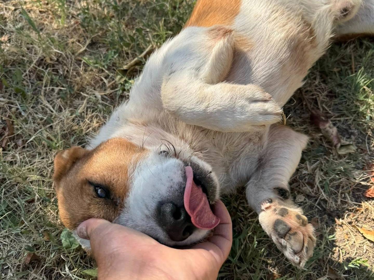 Adotta il cane jack a Matera