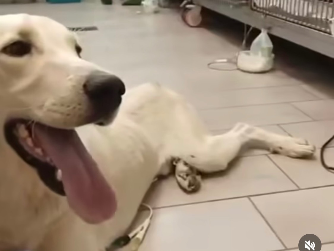 Adozione cane, maschio, Razza sconosciuta Razza sconosciuta, 8 mesi, taglia media, Vibo