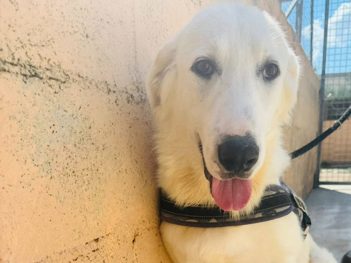 Adozione cane, maschio, Pastore maremmano Razza sconosciuta, 1 anno e 4 mesi, taglia grande, Matera