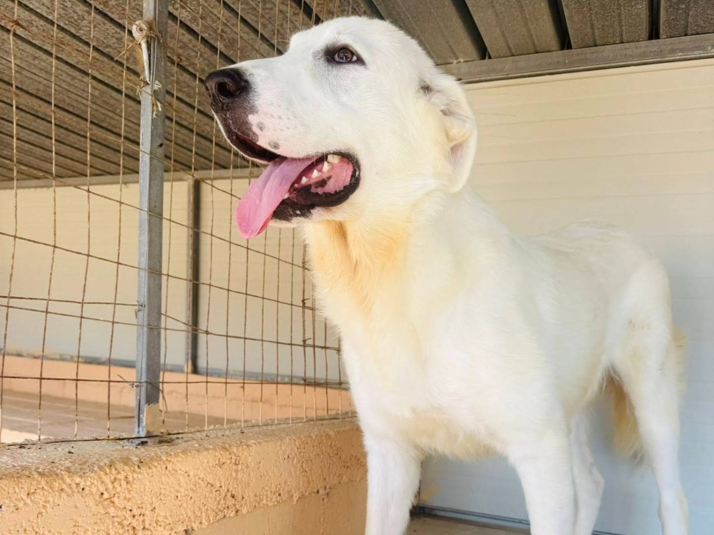 Adotta un cane, maschio, 1 anno e 4 mesi, Matera