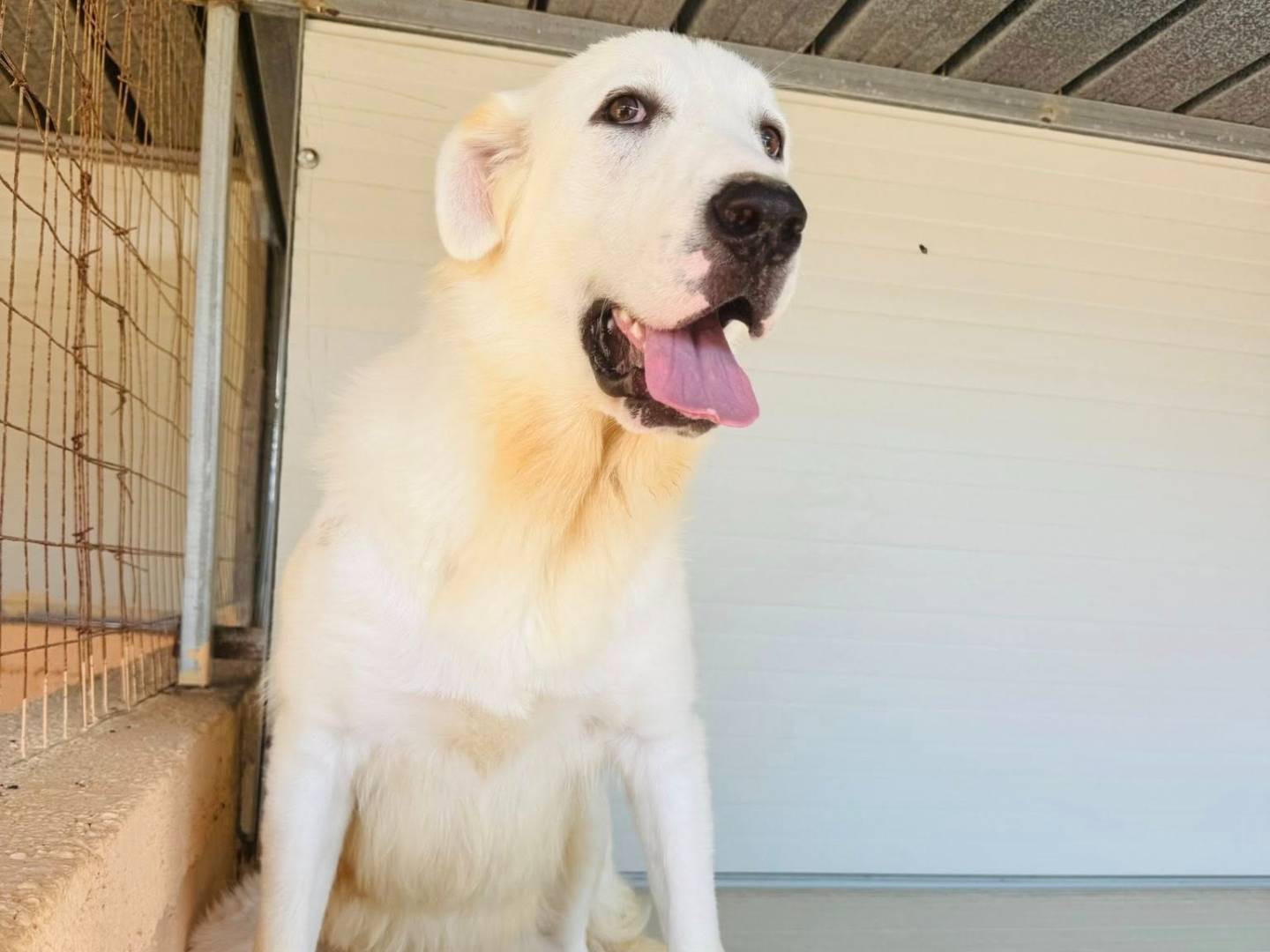 Vuoi adottare un cane a Matera?