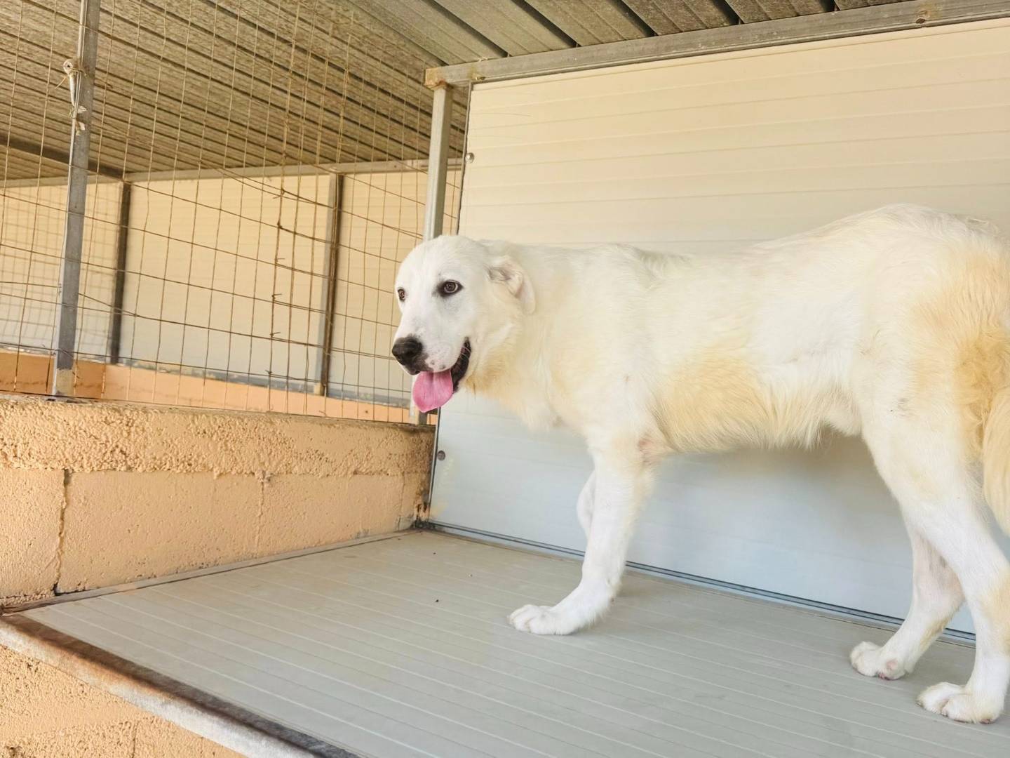 Adotta il cane toto a Matera