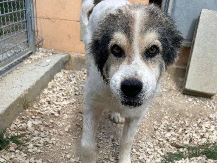 Adozione cane, maschio, Razza sconosciuta Razza sconosciuta, 12 anni e 1 mese, taglia media, Matera