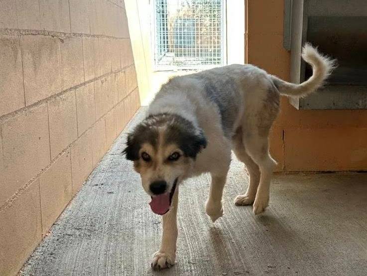 Adotta un cane, maschio, 12 anni e 1 mese, Matera